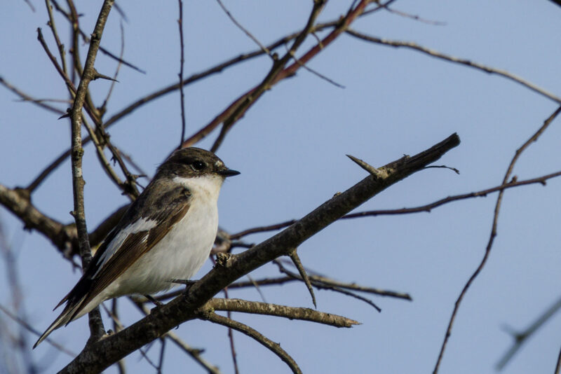 Gobemouche noir mâle